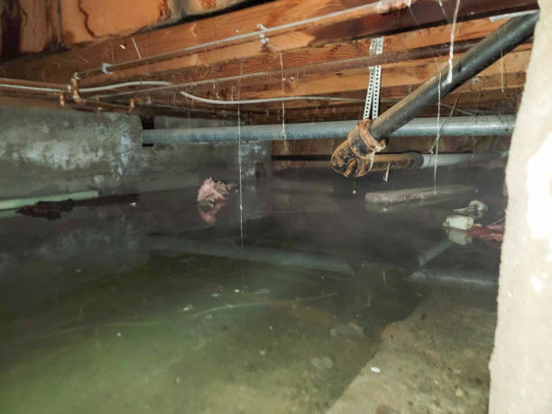 Best Local water damage restoration  in Columbus Grove, OH