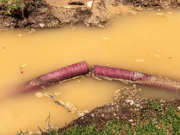 Best Mold removal after water damage  in Columbus Grove, OH