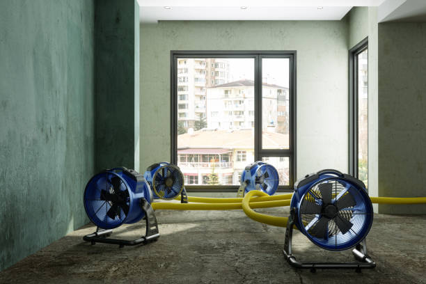 Best Local water damage restoration  in Columbus Grove, OH